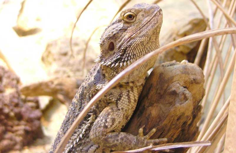 Bearded Dragons In The Wild Bearded Dragon Care